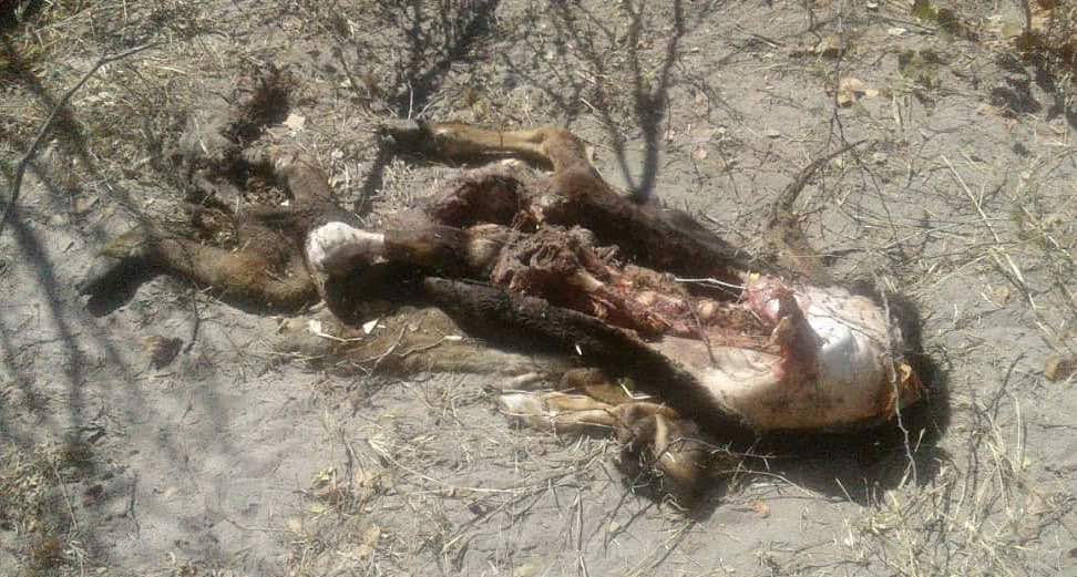 The shredded remains of a young calf killed by a lion