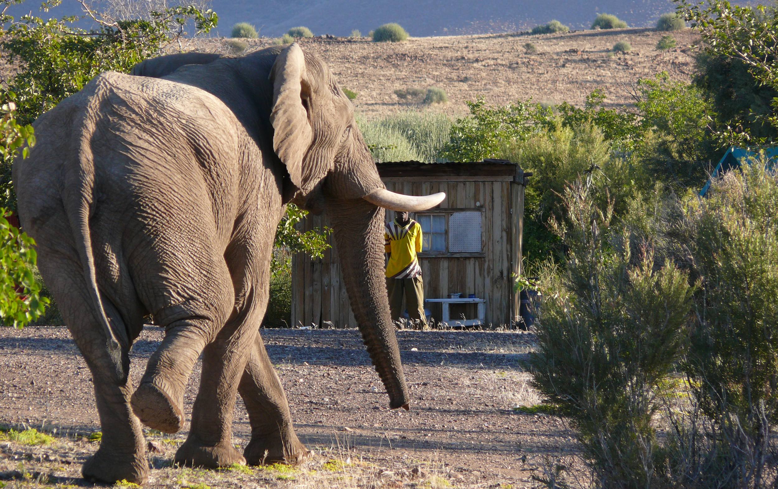 A large elephant approaches a man standing in front of a small wooden shack.