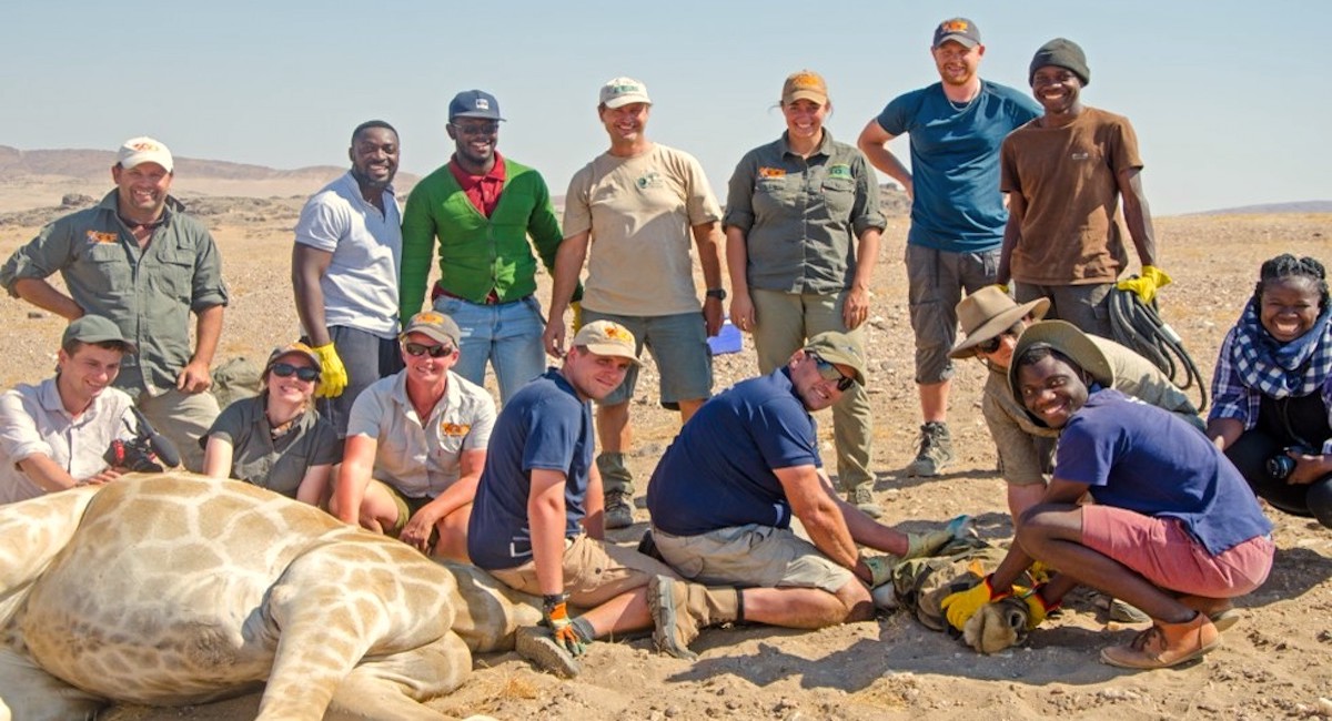 A team of vets and researchers pose next to an unconscious giraffe.