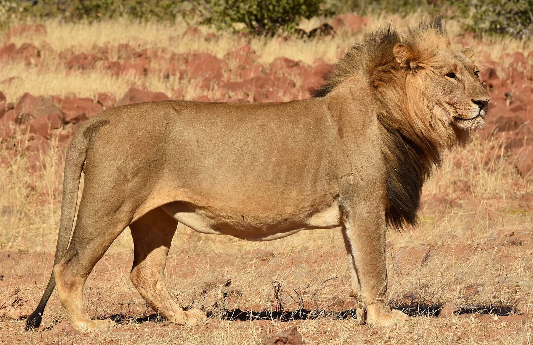 A magnificient and healthy male lion.