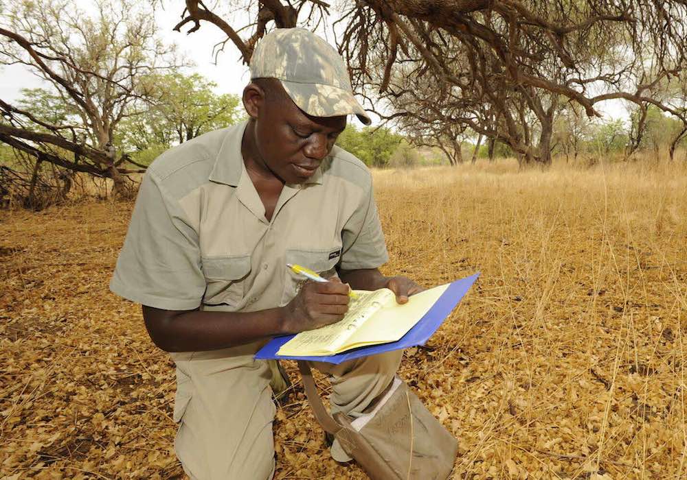 A game guard kneels in the shade of a tree while he fills out his event book. The ground is parched and dry.