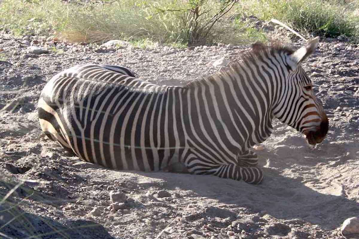 A group of zebra.