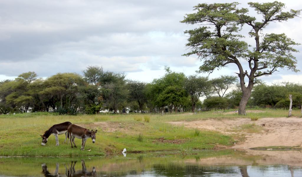 A white 4x4 is parked in the foreground with an elephant in the background.
