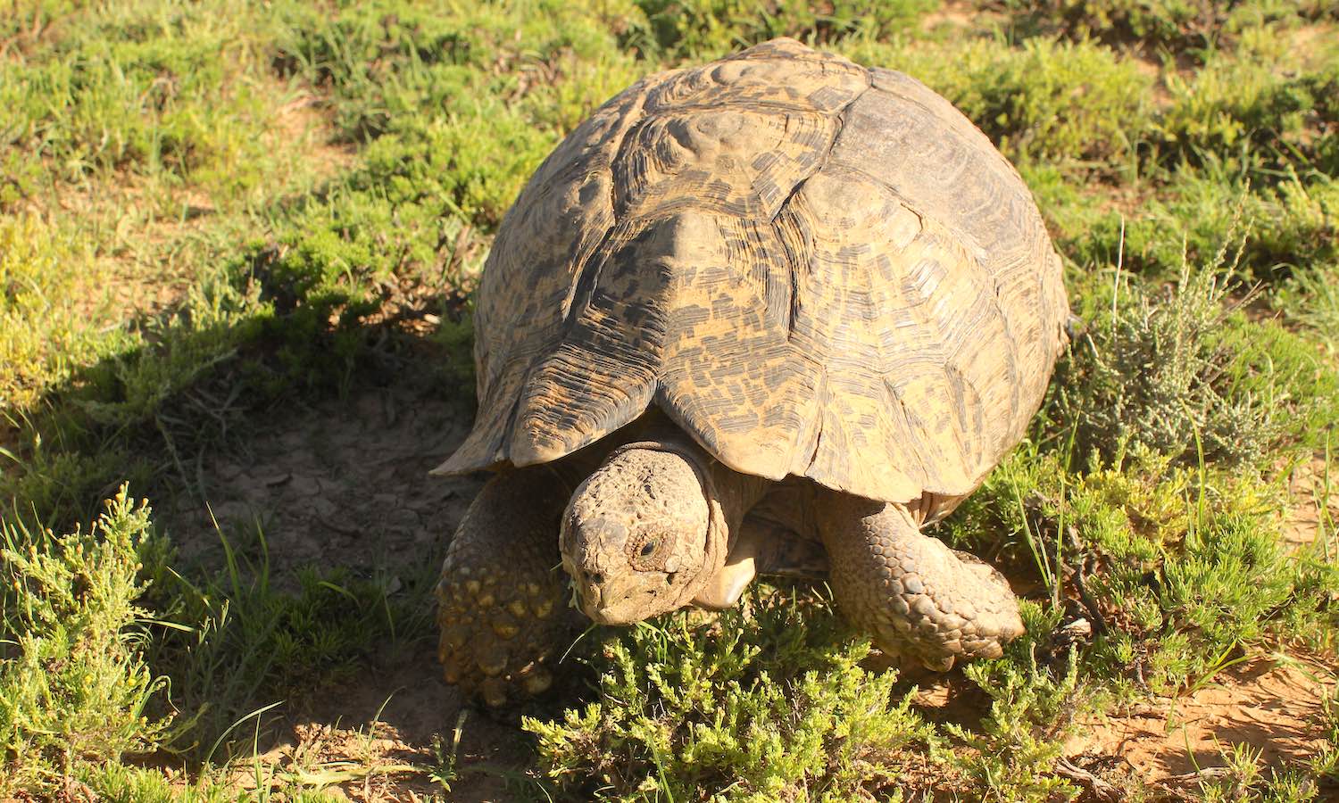 A tortoise on grass.