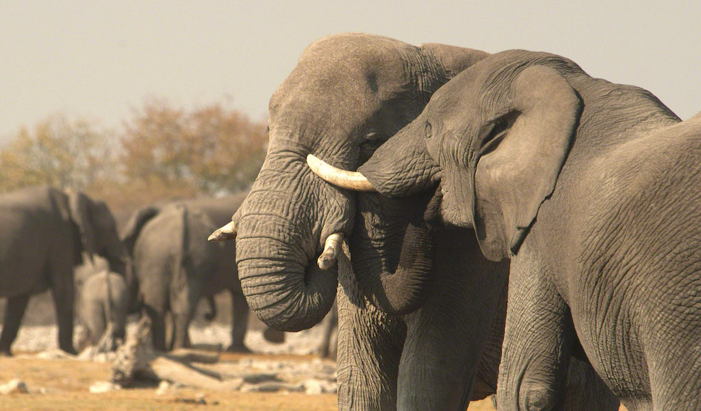 Two elephants tussle in the foreground of a larger group.
