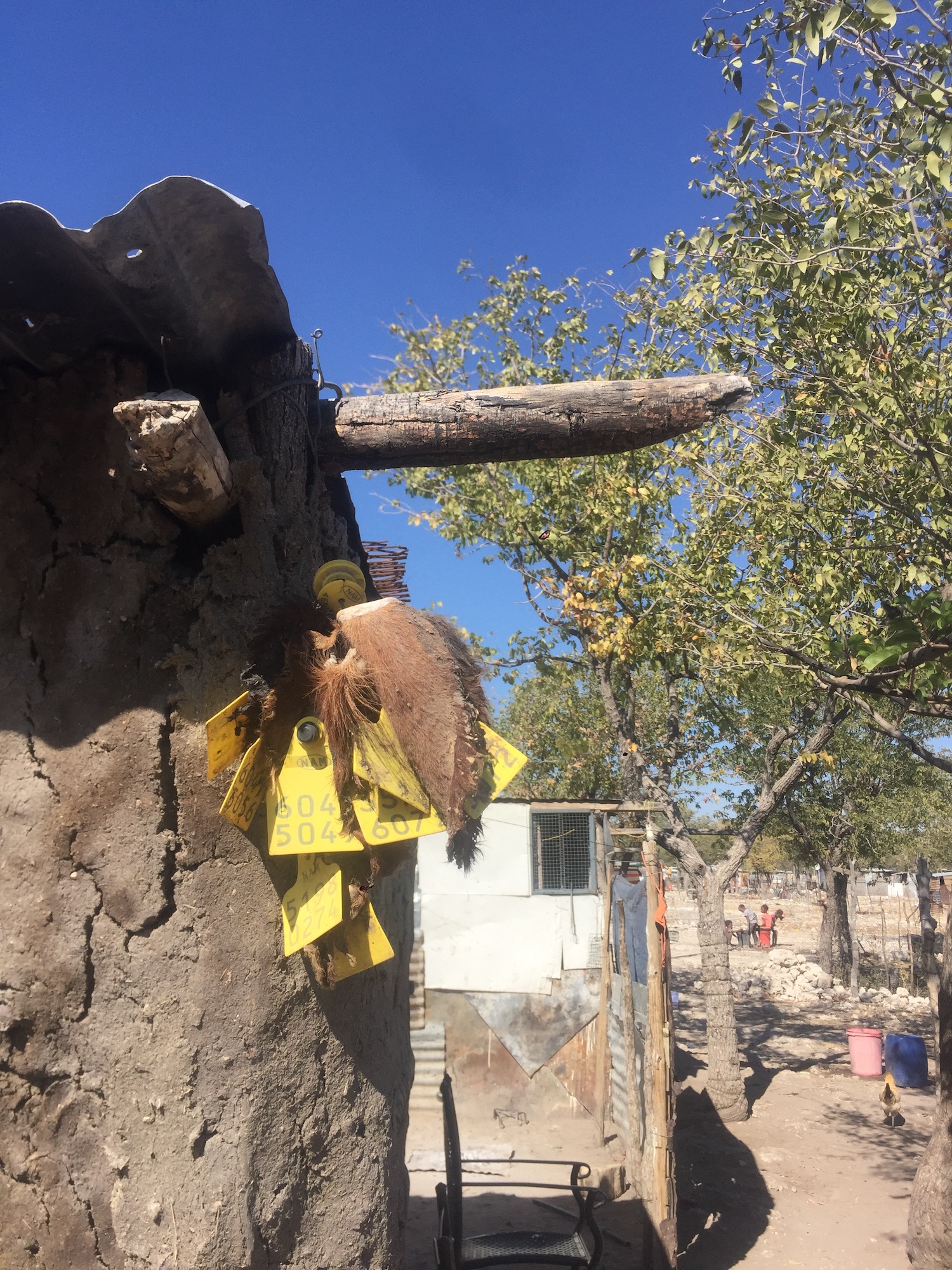 Bright yellow plastic tags still attached to cattle ears are hung from the side of a mud-walled building.