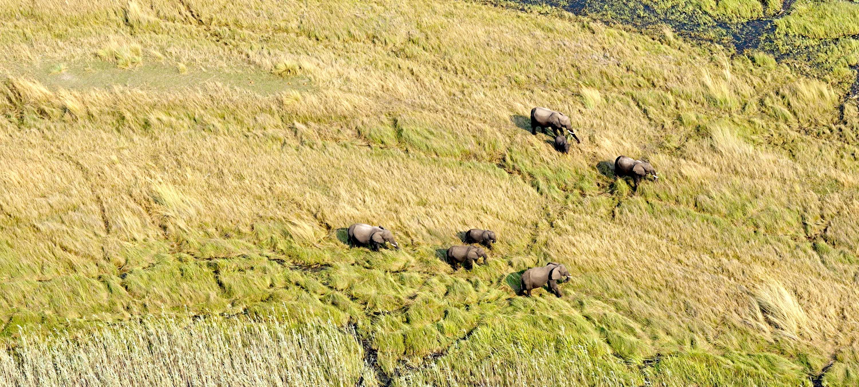 A group of seven elephants is clearly visible from the air.