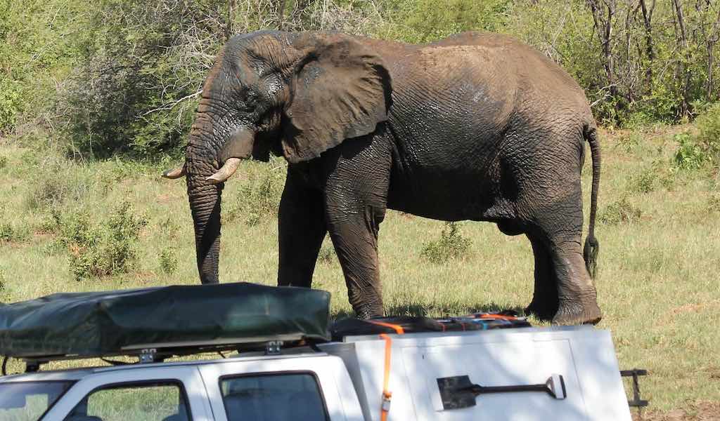 A white 4x4 is parked in the foreground with an elephant in the background.