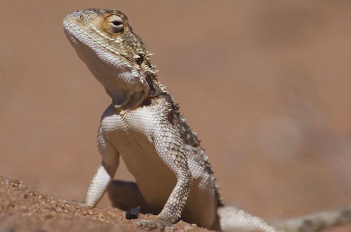 An agama in central Namibia.