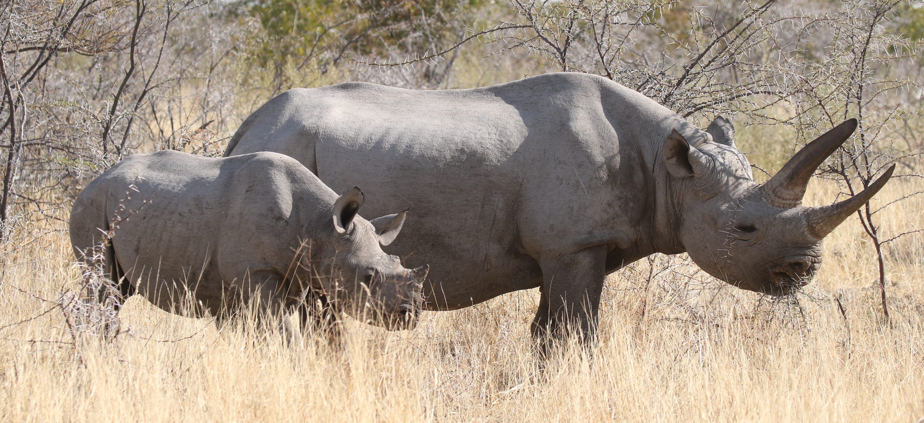 Side view of two black rhino.