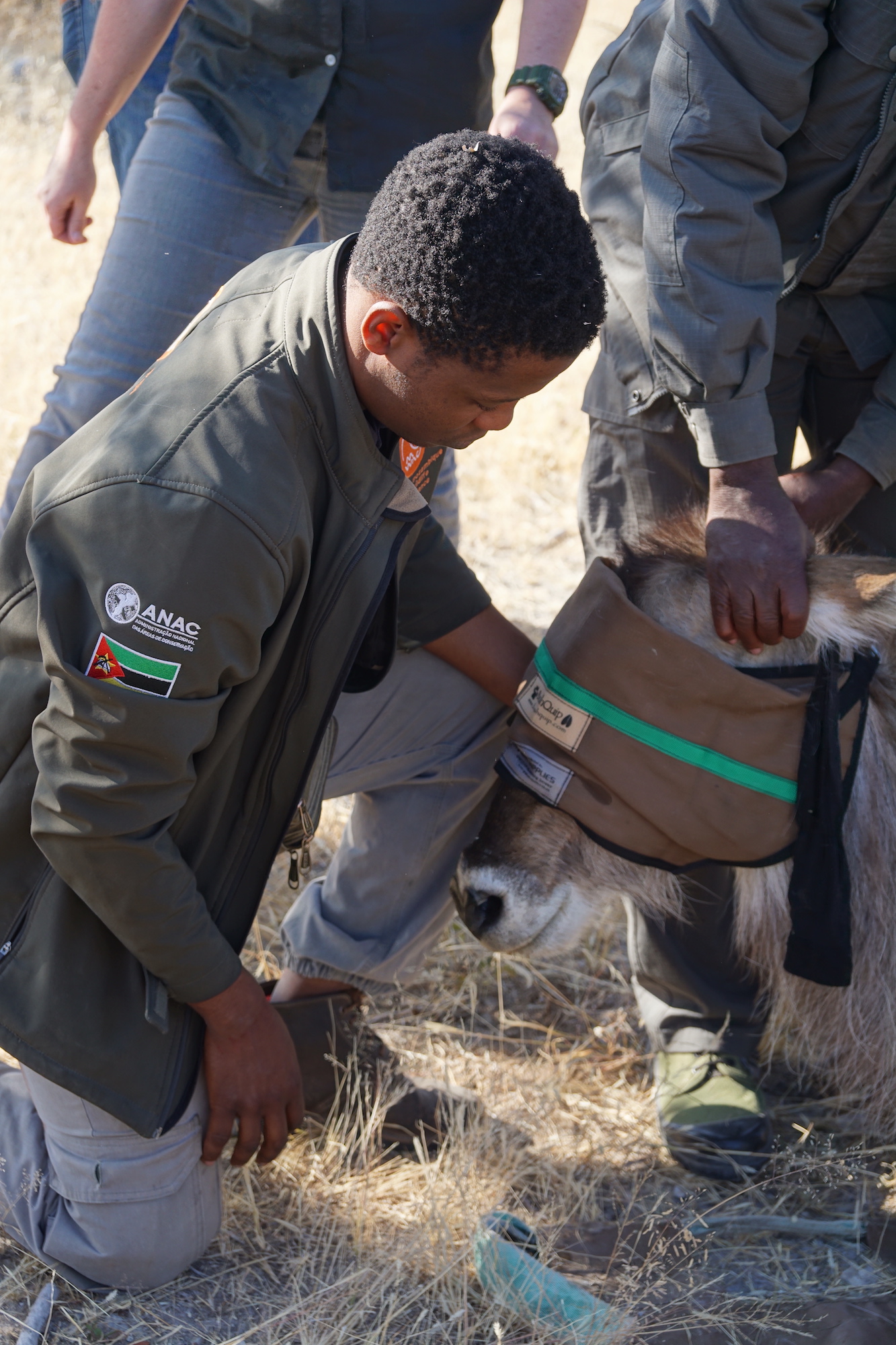 Close-up of a vet kneeling in front of a blindfolded waterbuck.